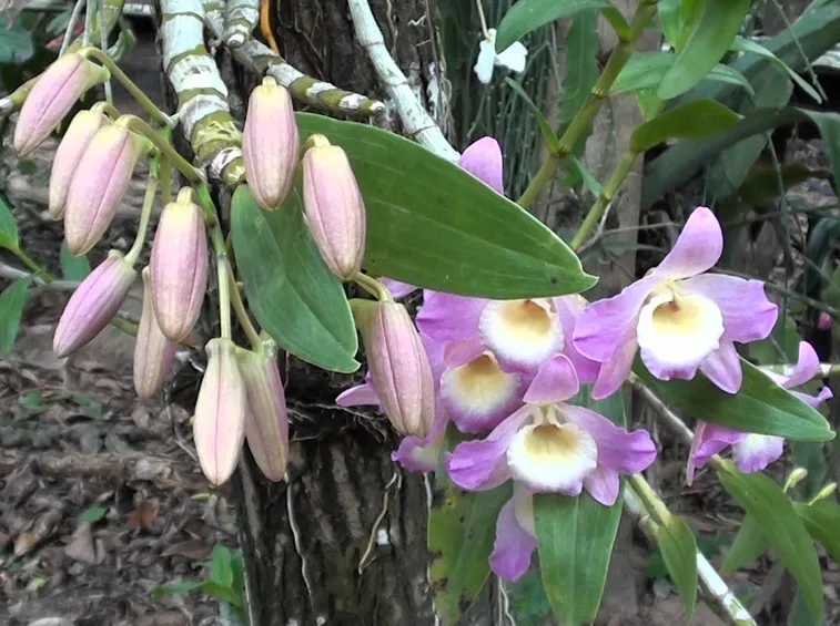 dendrobium nobile
