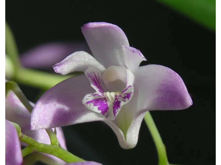 concimare dendrobium