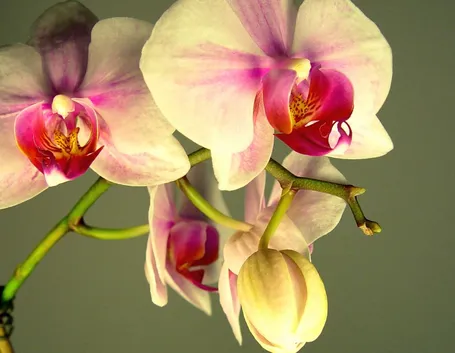 fiori orchidea