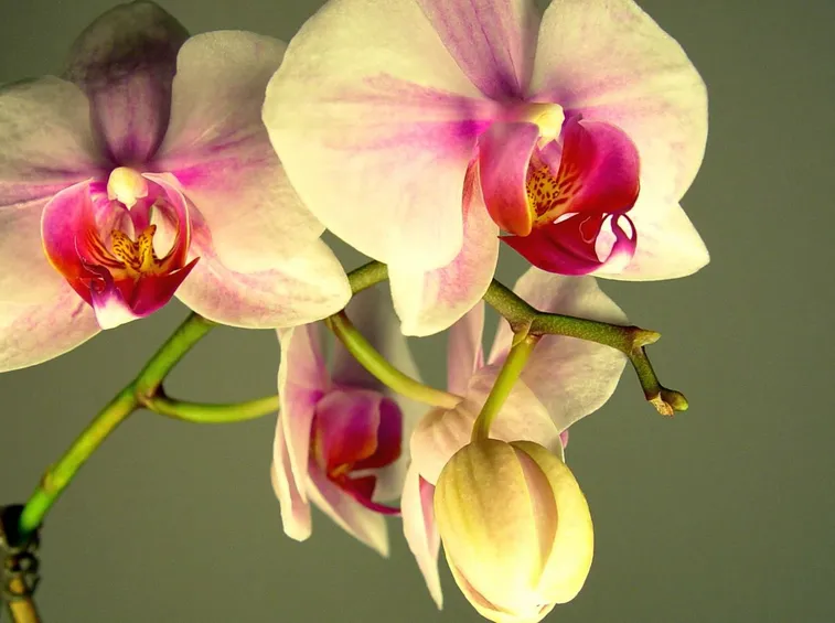 fiori orchidea