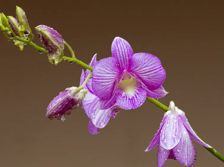 orchidee