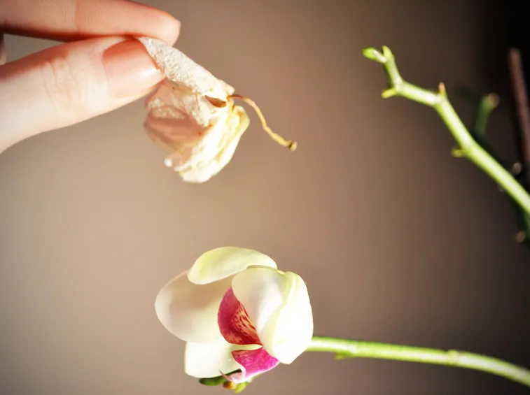 fiori orchidea