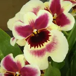 Miltoniopsis