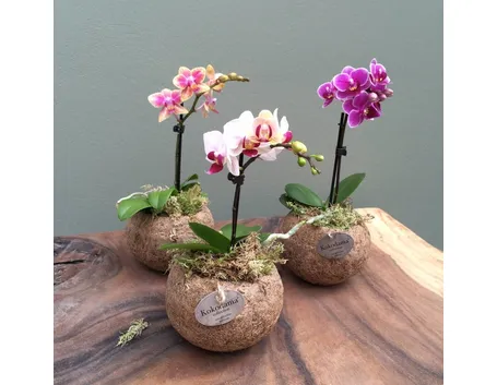 mini orchidea