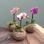 mini orchidea