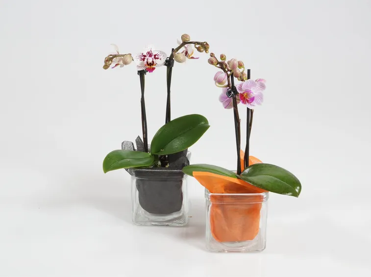orchidee mini