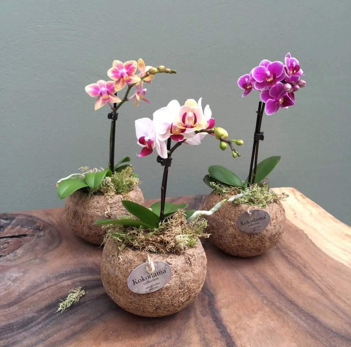 mini orchidea