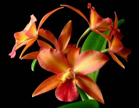 Fiore d'orchidea cattleya