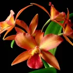 Fiore d'orchidea cattleya
