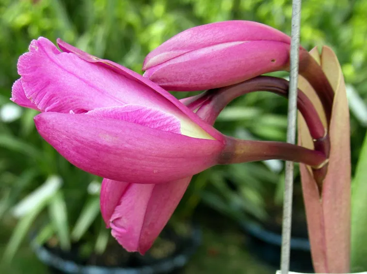 Assortimento di orchidee cattleya