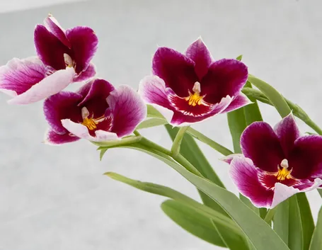orchidee