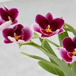 orchidee