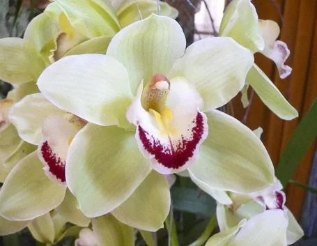 Orchidea Cymbidium di colore bianco