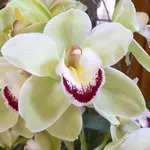 Orchidea Cymbidium di colore bianco