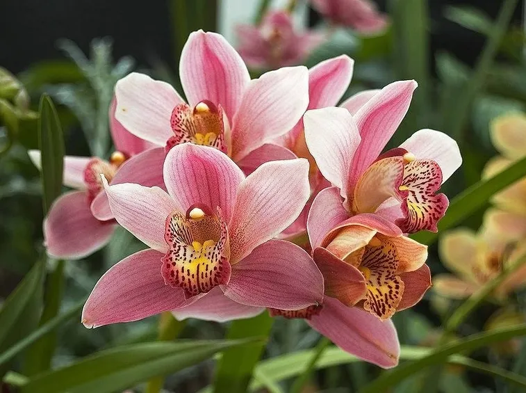 Orchidea Cymbridium di colore rosa