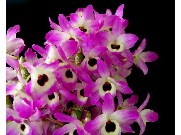 coltivazione dendrobium nobile