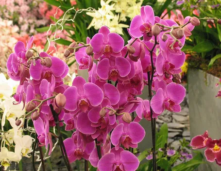 Orchidea phalaenopsis rosa