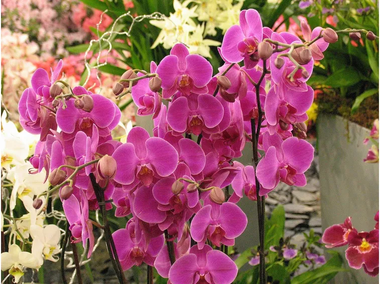 Orchidea phalaenopsis rosa