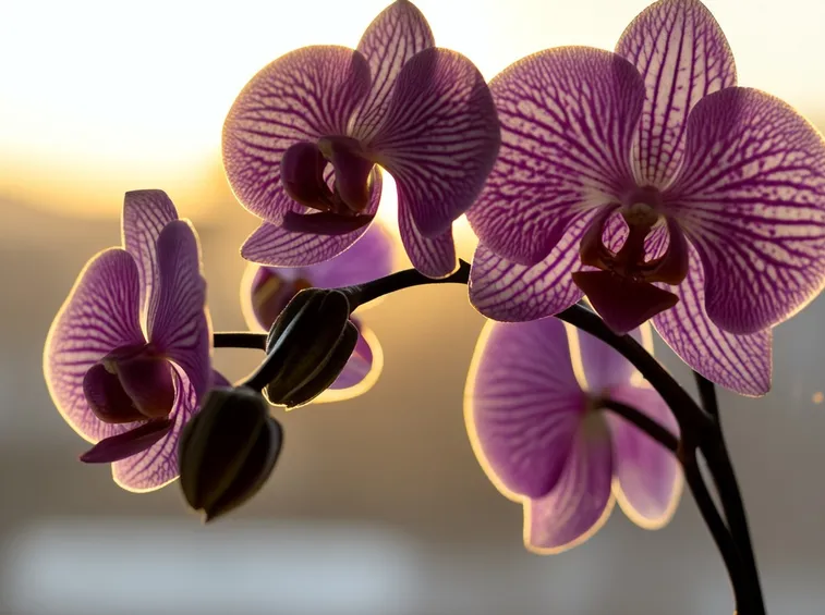 Orchidee phalaenopsis