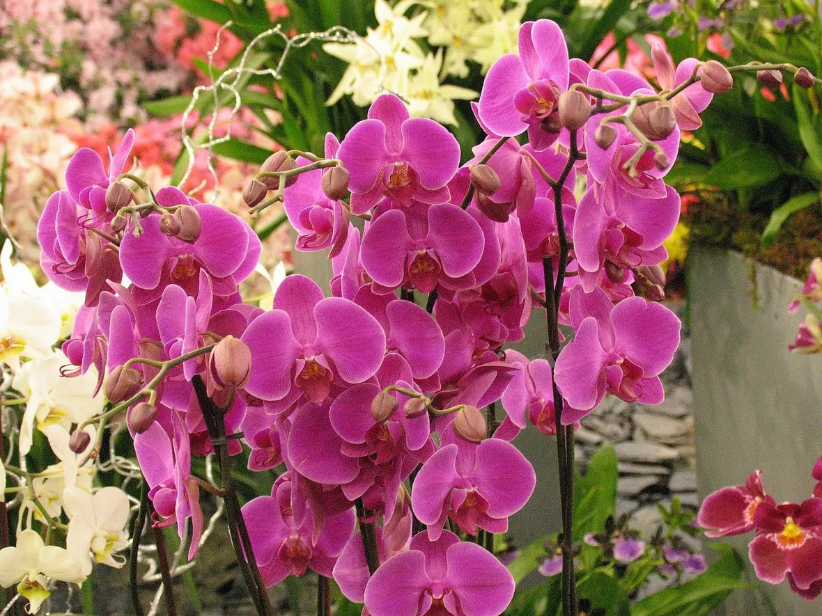 Orchidea phalaenopsis rosa