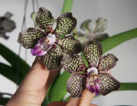 Germogli orchidea Vanda