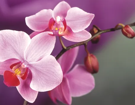 fiori orchidea