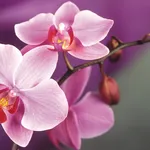 fiori orchidea