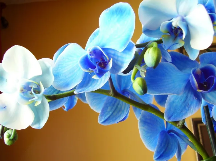 fiori di orchidea
