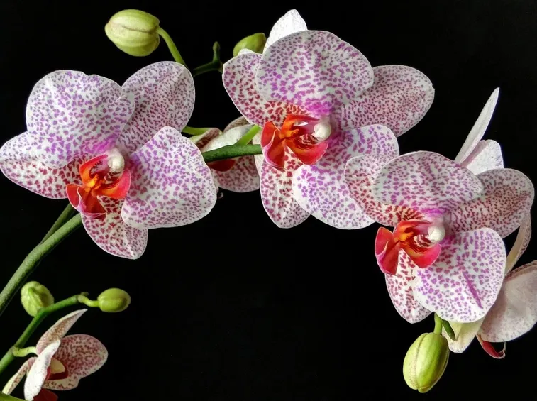 concimazione orchidea