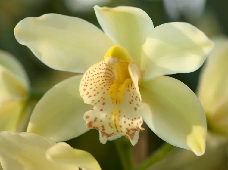malattie orchidea
