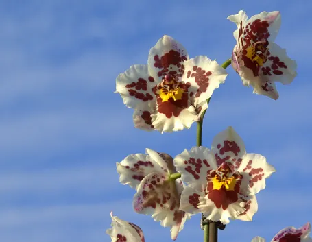 fiore orchidea cambria