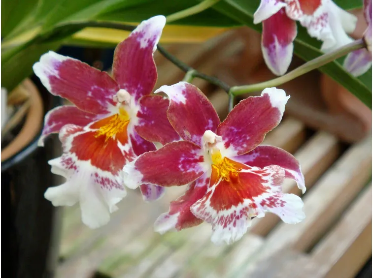 fiore orchidea cambria