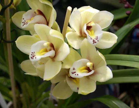 Orchidee Cattleya 