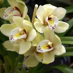 Orchidee Cattleya 