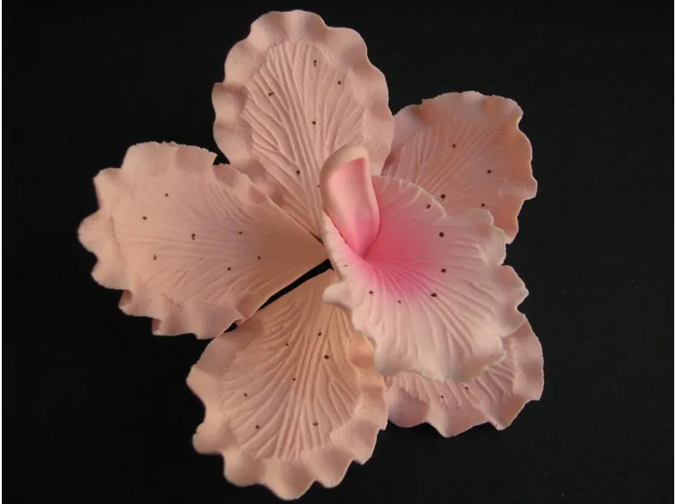 orchidea