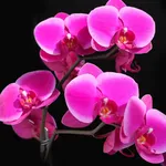 Fiore di orchidea.