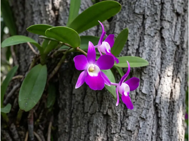 orchidea