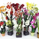 Orchidea in vaso