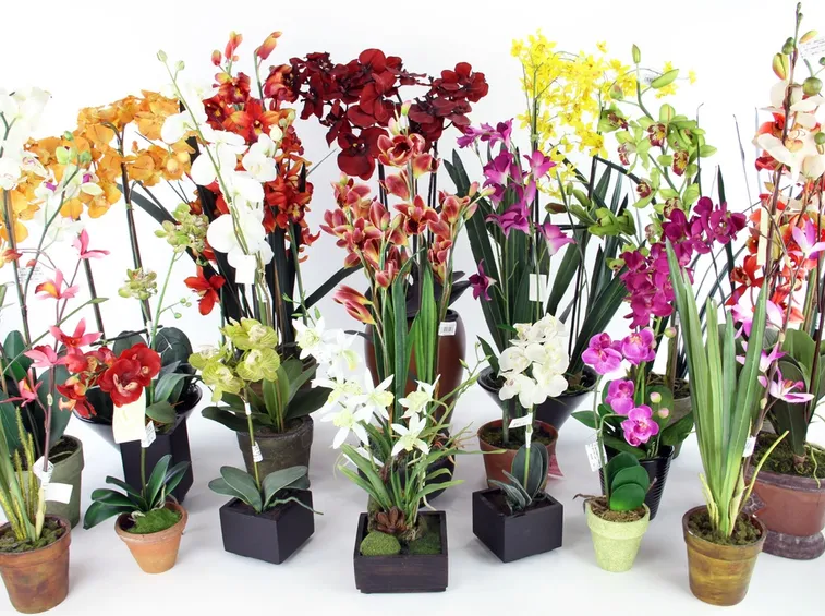 Orchidea in vaso
