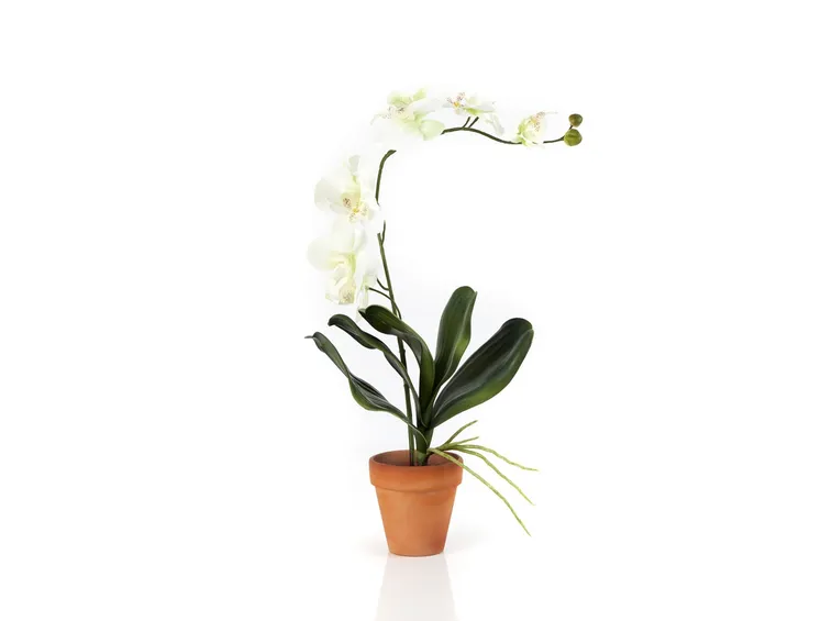 Orchidea in vaso