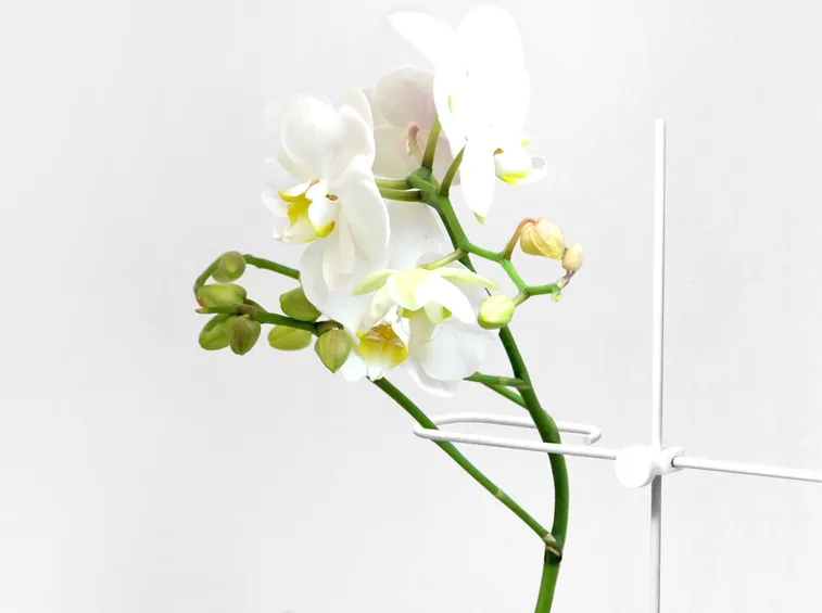 Orchidea in vaso
