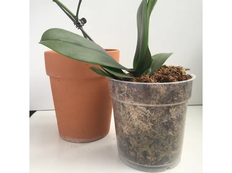 orchidea in vaso