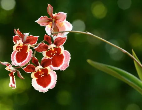 fiori orchidea oncidium 