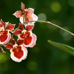 fiori orchidea oncidium 