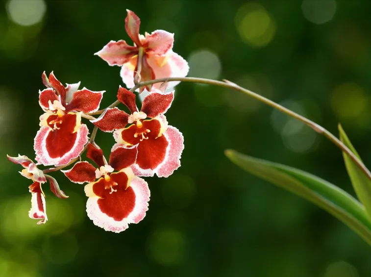 fiori orchidea oncidium 
