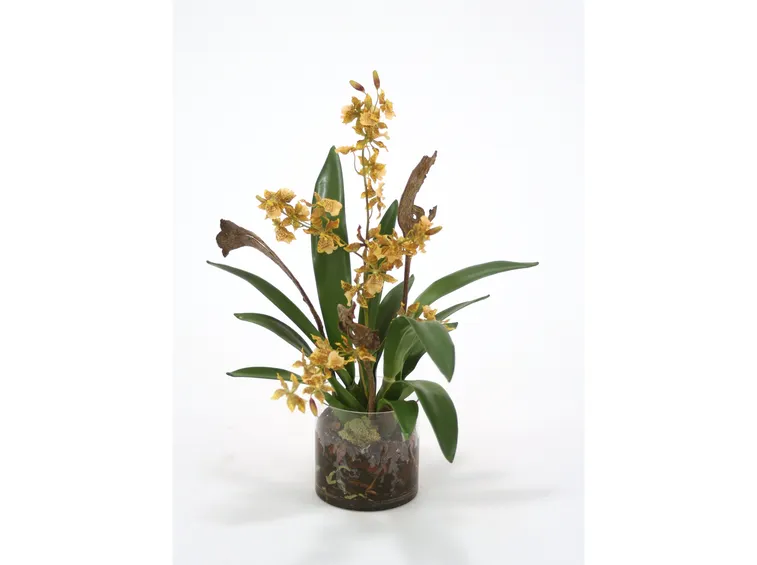 fiori orchidea oncidium 