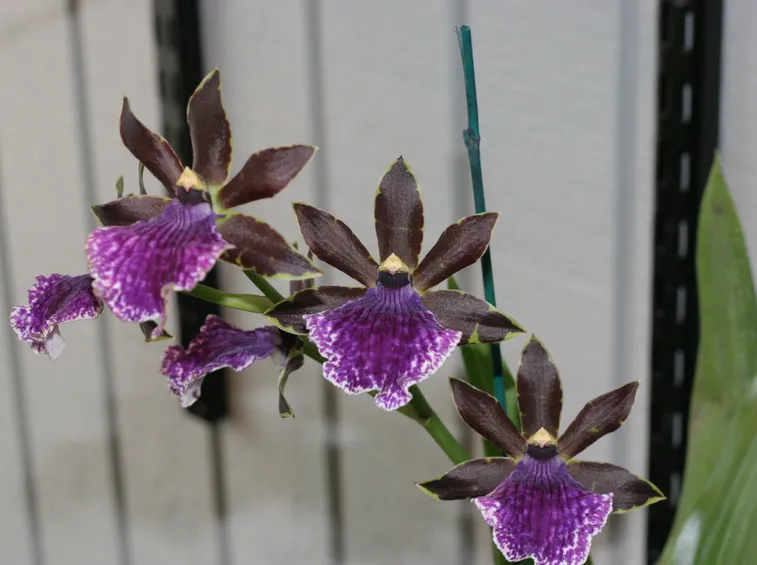 fiori orchidea oncidium 