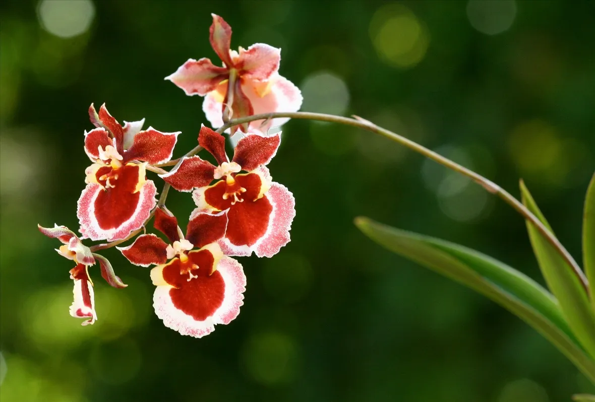 fiori orchidea oncidium 
