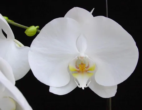Orchidee Phalaenopsis