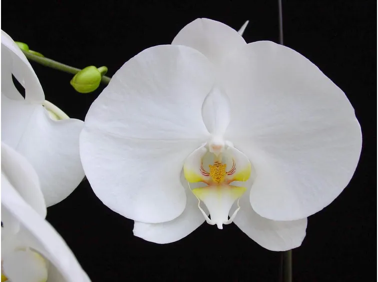 Orchidee Phalaenopsis